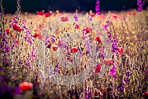 Poppy and purple flowers in meadow, beautiful landscape