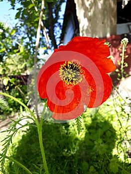 Poppy red flower