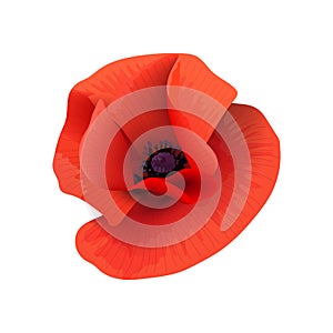 Poppy red flower head top view. Scarlett petals. Day of Remembrance. Vector illustration. Papaveroideae