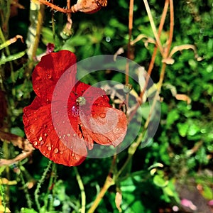 #poppy #red #flower #nature #poppyflower