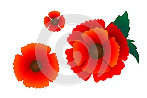 Poppy red flower set, vector illustration, floral background for textile, printing, summer dress, Remembrance day as symbol of