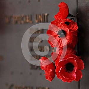 Poppy red flower to tribute to the veteran soldier in the war