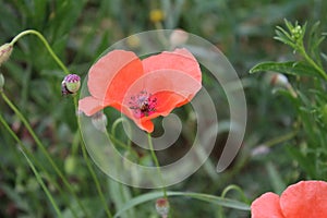 Poppy Red petals. Foliage in background. Poppy stamen and pistil.