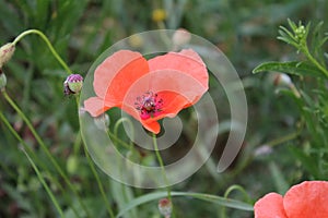 Poppy Red petals. Greenery in background. Poppy seed head.