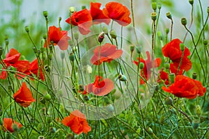 poppy. red poppy. Flowers Red poppies blossom on wild field. Beautiful field red poppies with selective focus