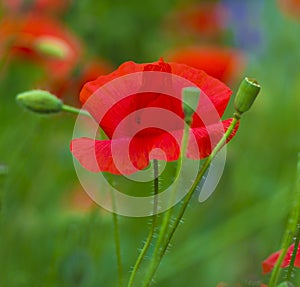 Poppy. red poppy. Some poppies on green field in sunny day