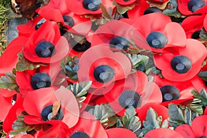 Poppy remembrance anzac day world war 1.