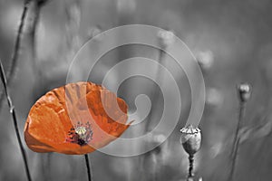 Poppy remembrance day