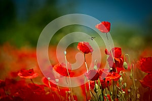 Poppy`s field in summertime , close up with blue blurry background