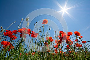 Poppy`s field in summertime , close up with clear blue sky background