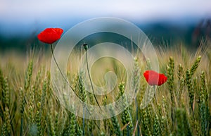 Poppy`s field in summertime , close up with clear blue sky background