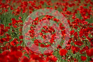 Poppy`s field in summertime , close up with red blurry background photo