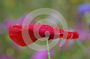 A single red poppy with raindrops