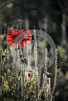 Poppy season.Blossoming poppies.Red and black background.