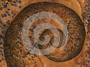 Poppy seed baked cracknel bublik spiral abstract fractal effect pattern background. Crispy crust cracknel bublik baranka abstract