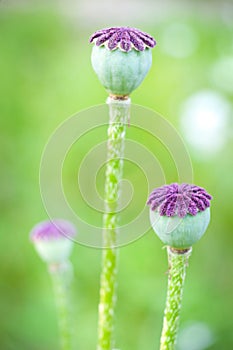 Poppy seed capsule