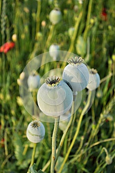 Poppy seed capsules