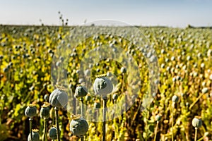 Poppy seed capsules in a field from close