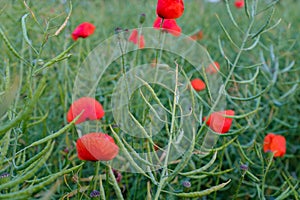 Poppy seed field closeup