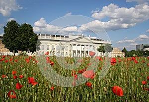 Poppy seed field in frint of the Fridericianum in