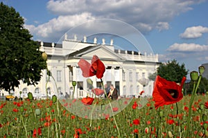 Poppy seed field in frint of the Fridericianum in