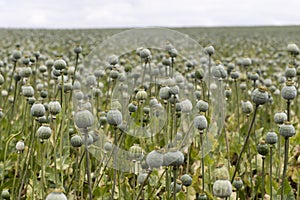 Poppy seed field