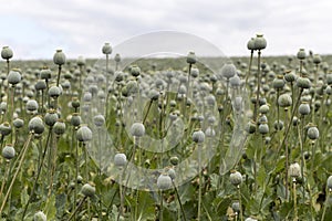 Poppy seed field