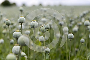 Poppy seed field