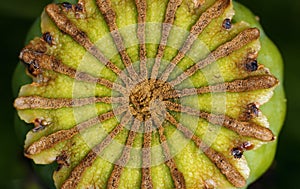 Poppy seed head from above - symmetry in nature