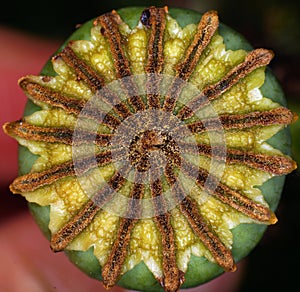 Poppy seed head from above - symmetry in nature