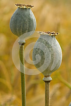 Poppy seed heads