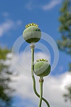 Poppy Seed Heads