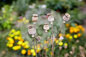 Poppy seed heads in summer with a shallow depth of field