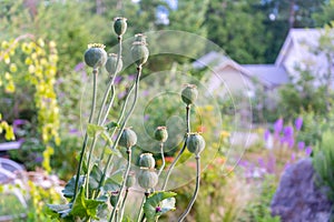 Poppy seed pods growing on stems, in a bunch. Closeup photo of flowering seed heads in a cottage garden, with depth of field.