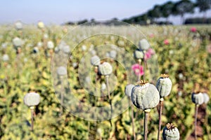 Poppy seed pods and stems