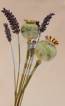 Poppy seedheads and lavendar