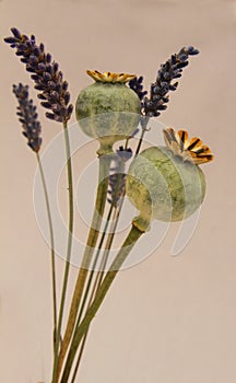 Poppy seedheads and lavendar photo