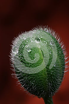 Poppy seedpod