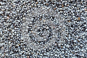 Poppy seeds background. macro