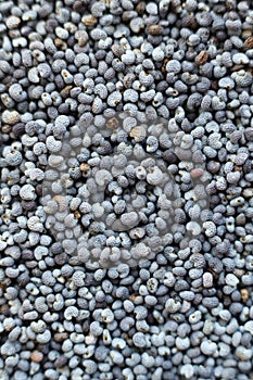 Poppy seeds background. macro