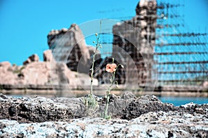 Poppy on the shores of the Takhte Soleyman lake with a great background of Takhte Soleyman an amazing iranian archaeological Site. photo