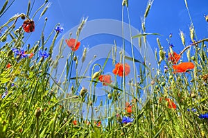 Poppy and sky