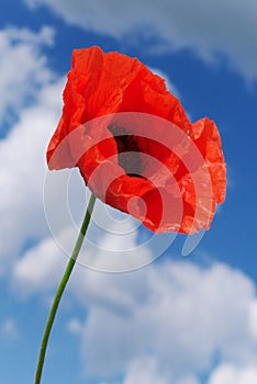 Poppy and sky