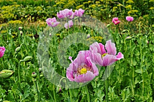 Poppy somnolent during blossoming