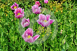 Poppy somnolent during blossoming