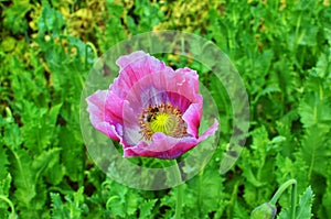 Poppy somnolent during blossoming