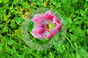 Poppy somnolent during blossoming