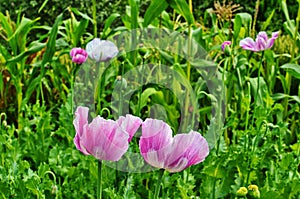 Poppy somnolent during blossoming