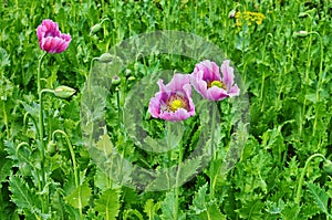 Poppy somnolent during blossoming