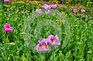 Poppy somnolent during blossoming